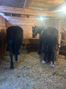 horse board - Photo 5