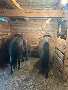 horse board - Photo 7