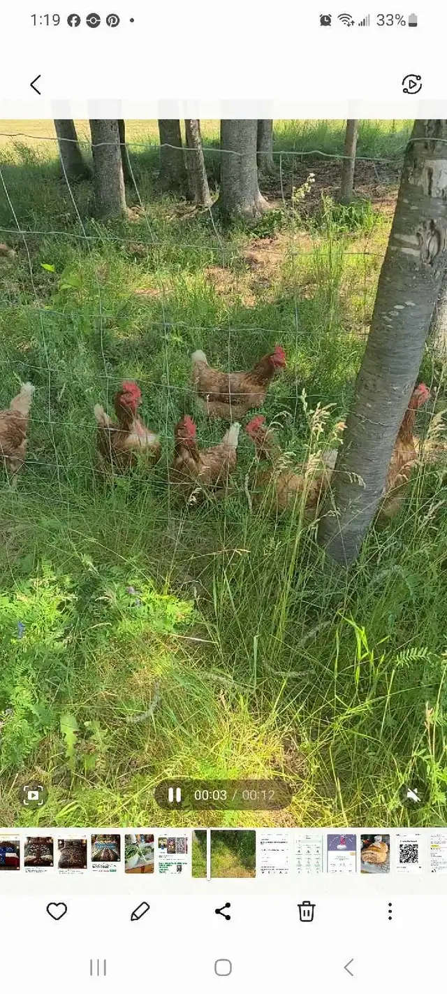 12 laying chicken