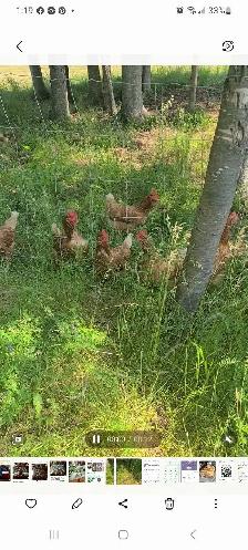 12 laying chicken
