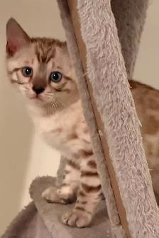 Bb bengal mâle snow mink