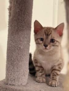 Bb bengal mâle snow mink - Photo 3