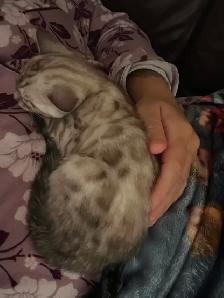 Bb bengal mâle snow mink - Photo 4