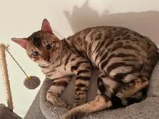 Bb bengal mâle snow mink - Photo 5
