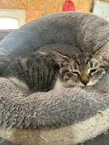 Adorable Kittens
