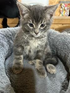Adorable Kittens - Photo 2