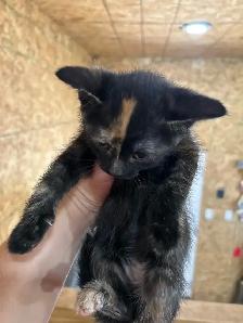 Adorable Kittens - Photo 5
