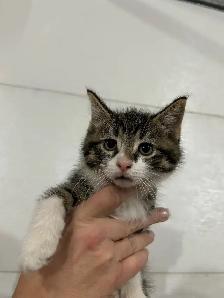 Adorable Kittens - Photo 7
