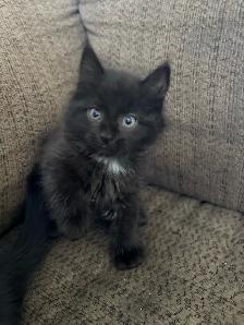 Kittens for sale!