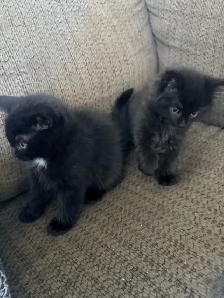 Kittens for sale! - Photo 2