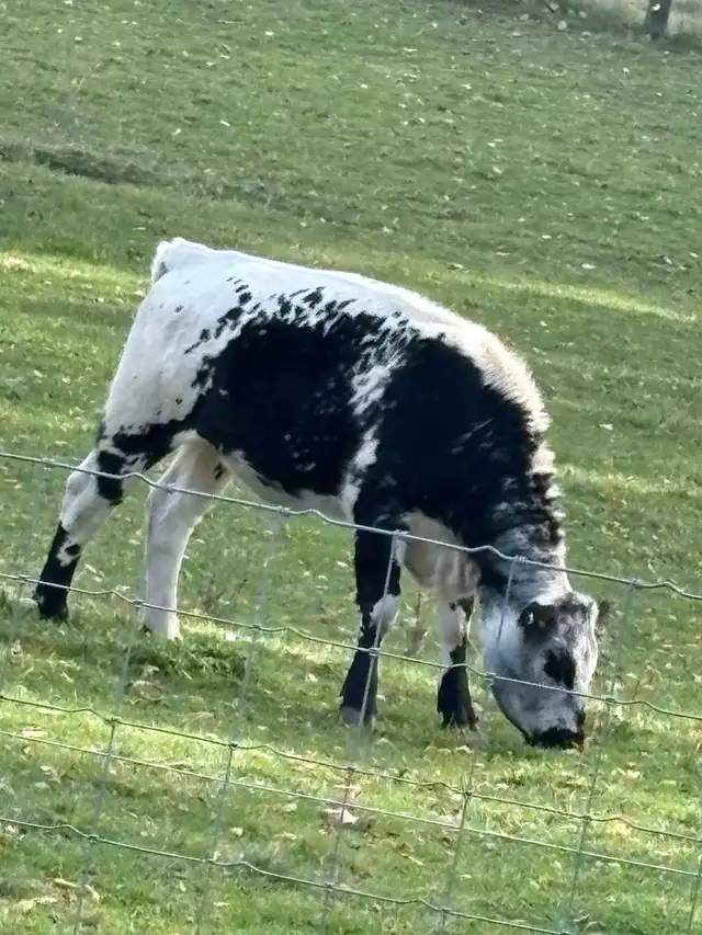 cow for sale