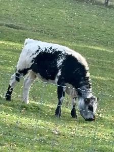 cow for sale