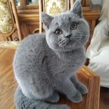 Scottish Straight shorthair ,longhair kittens CCA/AFC registered - Photo 6