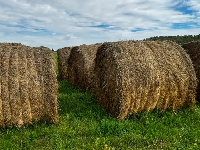 Grass Hay For Sale