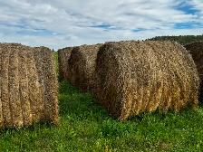 Grass Hay For Sale