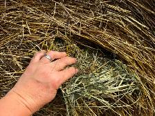 Grass Hay For Sale - Photo 3