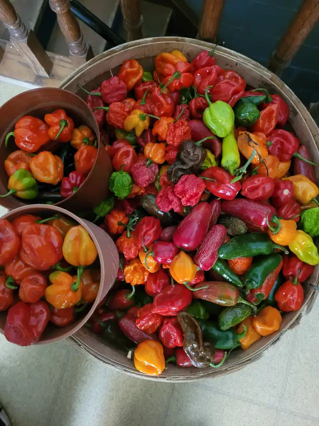 Hot peppers for a good home
