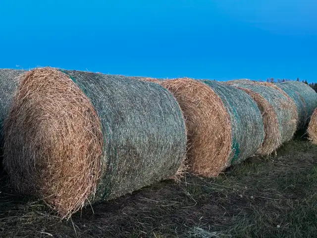 Green Feed Bales For Sale