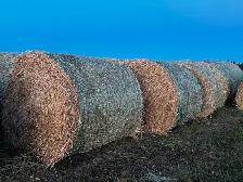 Green Feed Bales For Sale