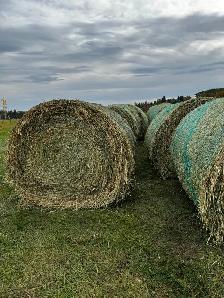 Green Feed Bales For Sale - Photo 2
