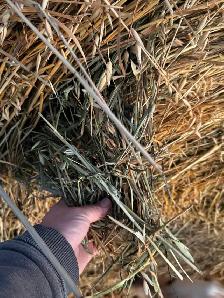 Green Feed Bales For Sale - Photo 3