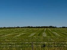 Green Feed Bales For Sale - Photo 5