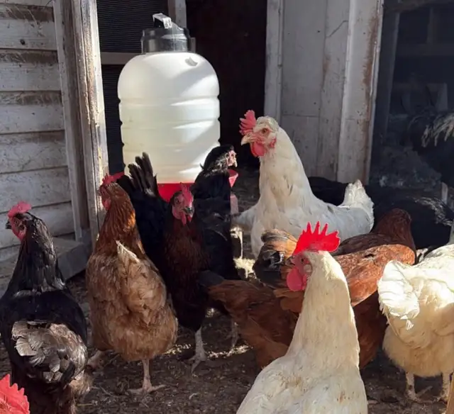Hens, Roosters & Ducks for Sale!
