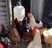 Hens, Roosters & Ducks for Sale!