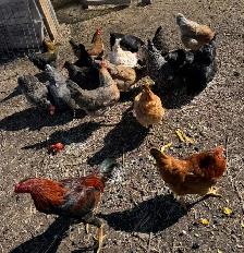 Hens, Roosters & Ducks for Sale! - Photo 2