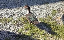 Hens, Roosters & Ducks for Sale! - Photo 3