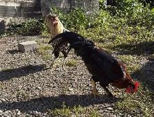 Hens, Roosters & Ducks for Sale! - Photo 4