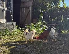 Hens, Roosters & Ducks for Sale! - Photo 5