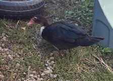 Hens, Roosters & Ducks for Sale! - Photo 6