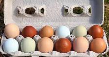 Hens, Roosters & Ducks for Sale! - Photo 7