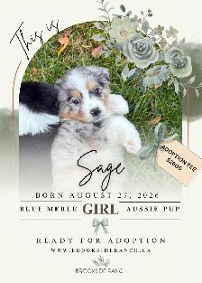 Adorable Australian Shepherd Puppies Available for Adoption! - Photo 2