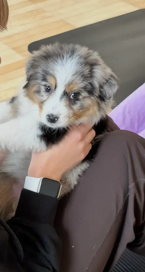 Adorable Australian Shepherd Pups Available for Adoption