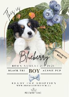 Adorable Australian Shepherd Pups Available for Adoption - Photo 3