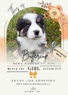 Adorable Australian Shepherd Pups Available for Adoption - Photo 4