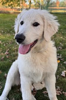 Kuvasz Pup