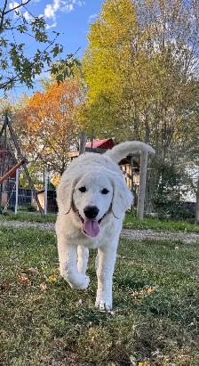 Kuvasz Pup - Photo 2
