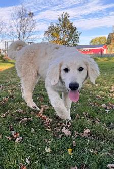 Kuvasz Pup - Photo 3