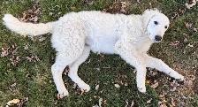 Kuvasz Pup - Photo 4