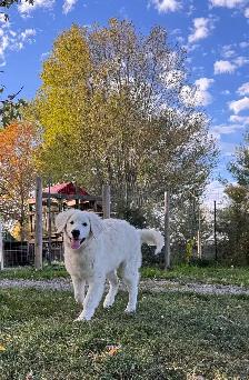 Kuvasz Pup - Photo 5