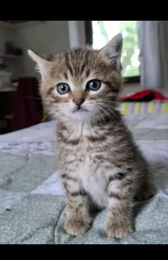 Chaton Tabby