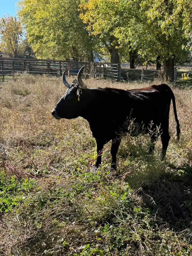 Bred cow 5 years old