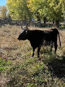 Bred cow 5 years old