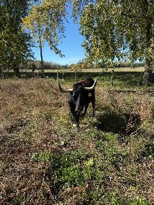 Bred cow 5 years old - Photo 2