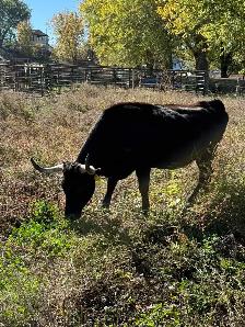 Bred cow 5 years old - Photo 3