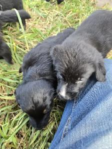 Australian Shepherd x Retriever Puppies - Agassiz