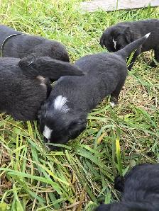 Australian Shepherd x Retriever Puppies - Agassiz - Photo 2